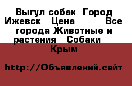 Выгул собак. Город Ижевск › Цена ­ 150 - Все города Животные и растения » Собаки   . Крым